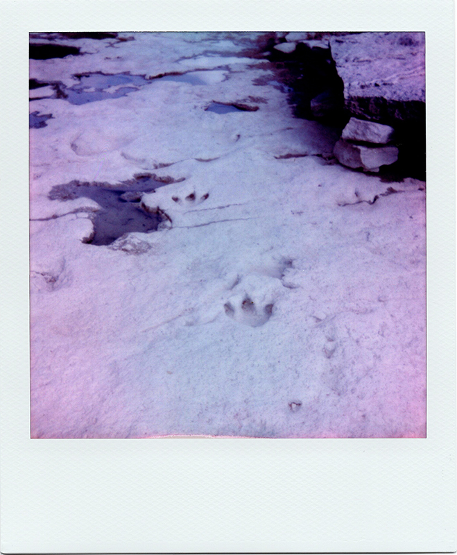 Dinosaur tracks in the limestone, Dinosaur Valley State Park, Glen Rose TX.<br>Polaroid OneStep2