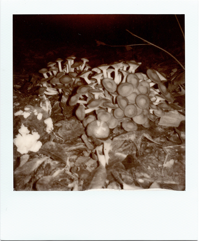 Some cool mushrooms at a Lindale, TX campground.<br>PolaridNow with monochrome film.